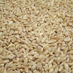 Hard Milling White Wheat